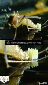 From a single egg to a buzzing adult — the mosquito’s life begins in still water | Pastilan Bolbol
