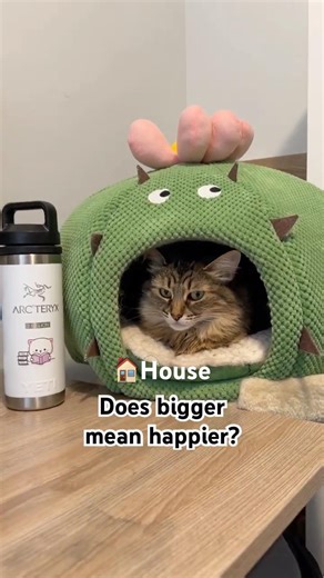 Why do we need more, when this is enough? #cats #cat #helpmemakethismakesense