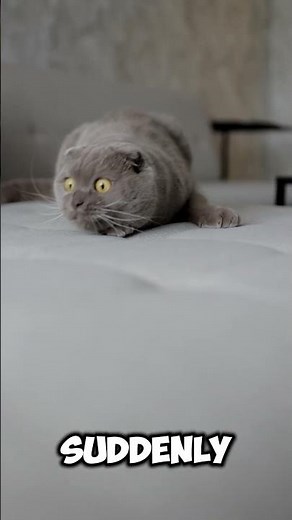 "Can Cats Really See Ghosts? Unbelievable Truth Revealed!"