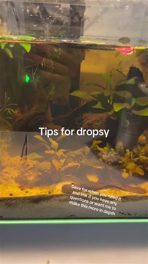 Comprehensive Tips for Managing Dropsy in Fish