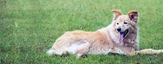 Golden Labrador | Dog Breed Facts and Information - Wag! Dog Walking