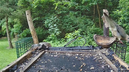 Incoming squirrel from above! The birds are pretty confused today! | The Bird Perch