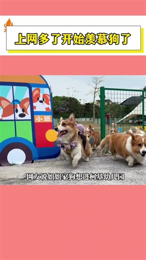 狗子上學一個月一萬二，打工人看到上吊都沒力氣了 #寵物 #狗狗幼兒園 #萬萬沒想到
