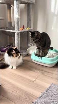 猫トイレ掃除あるある #cat #ねこ #cats #猫好きさんと繋がりたい #猫のいる暮らし #猫 #猫動画