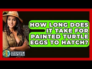 How Long Does It Take For Painted Turtle Eggs To Hatch? - Ecosystem Essentials