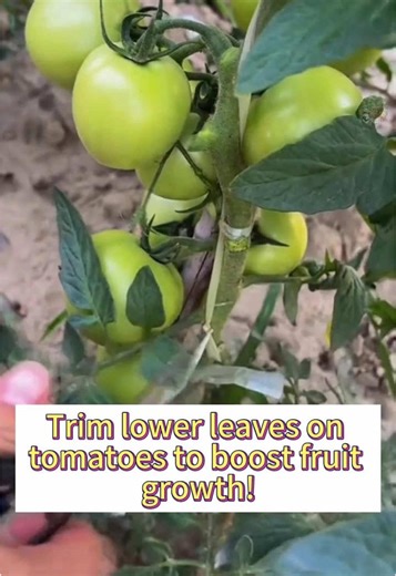 Boost Tomato Fruit Growth by Trimming Lower Leaves