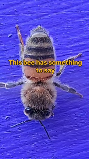 1.4K reactions · 120 shares |   Honeybees communicate through many methods, including scent. This bee is releasing the Nasonov pheromone from a gland at the end of her abdomen and fanning it into the air to guide worker bees home. This pheromone can guide other workers to food and water sources as well. #honeybee #homesweethome #bee #language #pheromone #honey #beesofinstagram #homeiswheremyhiveis | Home is where my Hive is | Facebook