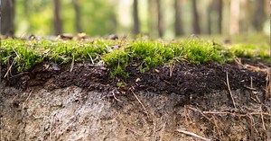 Podzol Toprak Nedir, Özellikleri Neler? Podzol Toprak Nerede Görülür? hteg