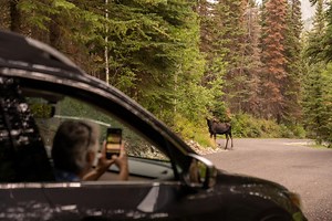 Wildlife in Utah Valley | Explore Utah Valley