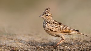 Bushlarks, Skylarks, & Crested Larks - Bird Count India