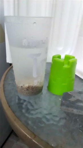 I got sea shells #ihavethisthingwithplants