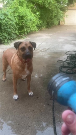 Dog Critic Billy Tests the Shower Hose Settings