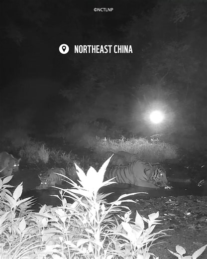 626K views · 36K reactions | In the forests of northeast China,...