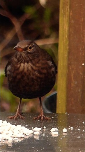 Female blackbird 🐦‍⬛