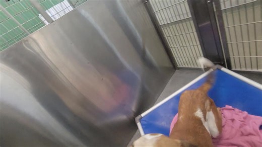 1.1K views · 28 reactions | TAGGED FOR RESCUE Update: Barney's...
