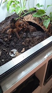 1.5K views · 64 reactions | #enclosure #terraristik #tigerpython #burmesepython #reptilekeeper #amazing #terrariumbau #reptilesoftiktok #tiktok #tiktokgermany #python #snake #tooltime #work #exoticpets #wow #terrarium #viral #viraltiktok #foryou #4u #schlange #kiss #love #foryoupage #passion #exotic #fy #fypシ #fypageシ | Fabians Reptilienraum | Facebook