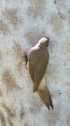 Bird eating Tick form Giraffe's Body