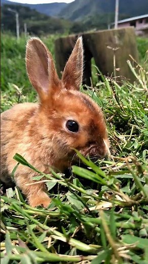 Doble Ternura | 2 Conejos Salvajes Comiendo en Armonía 🌾🐰