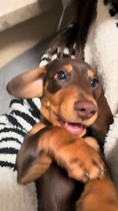 So cute 😍 #dachshund | Dachshund Space