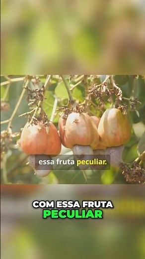 A História Fascinante do Caju: Da Fruta à Cultura Nordestina