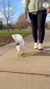 Teach Him To Dance😁 | Cockatoo Daily Joy