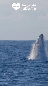 72K views · 2.9K reactions | Baleias-jubarte dando show em Vitória ...