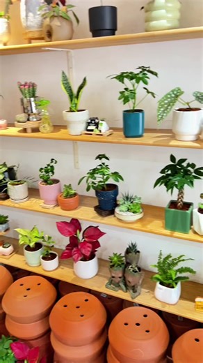 Benefits of Money Trees for Your Home