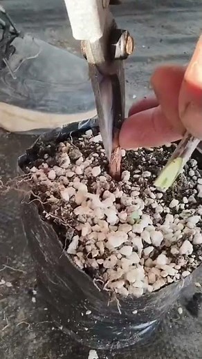 tips for connecting tree trunks to each other to produce the best possible fruit