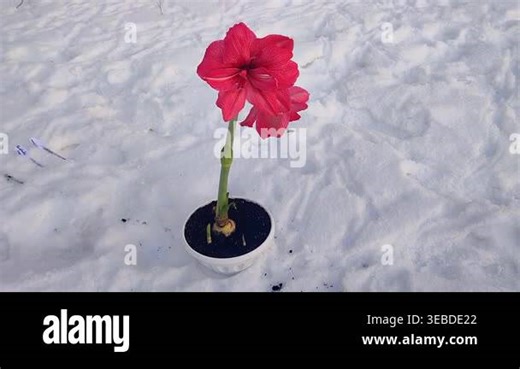 Hippeastrum amaryllis Pink Symphony. Large blooming flower pink color on background of white snow on street in winter day. Big blooming flower with red petals growing in a white pot outdoors Stock Video Footage - Alamy