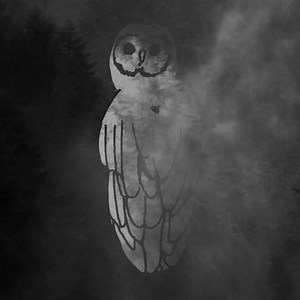 Trampled by Turtles on Reels