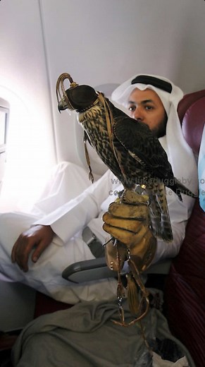 Falcons in First Class: Saudi Arabia's Unique Travel Custom