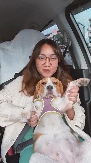 364 reactions · 9 comments | Mommy, please  #beagle #beaglelove #beaglepuppy #beagle_corner #beaglemania #beagleworld #beaglelover #beaglesofinstagram #dogsofinstaworld #dogsofinsta #dogslife #beagle_corner #doglover #cutedog #ビーグル #ビーグル犬 | Yui the Beagle | Facebook