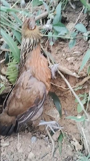 Trapping & Killing Wild Chickens in Paradise