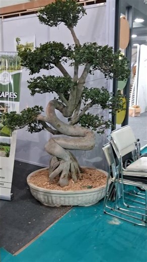 Python or Bonsai tree? #python #bonsaitree