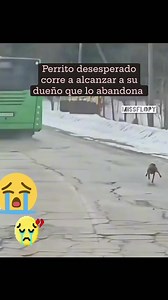 86K views · 6.9K reactions | 凉凉凉 | Sacred Dogs | Facebook