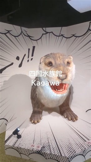 香川県にある水族館 四国水族館 1日いても飽きない水族館#四国水族館 #水族館 #香川県 #香川県水族館#香川県観光#四国観光スポット#観光スポット