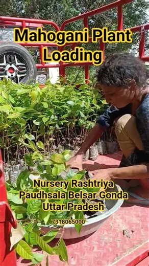 महोगनी प्लांट लगाए #mahogani #plant #gondanursery #ragarganj #Gonda