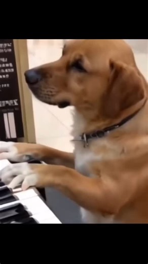 682 reactions · 22 comments |  #freestyle #freestylemusichits #flashback #music #dog #djallanback #dance #movie #vídeo #freestylemusic #saturday #travel #party #travelgram #musicproducer #musicvideo #funny #life #movie #friday #saturday | DjAllan Back | Facebook