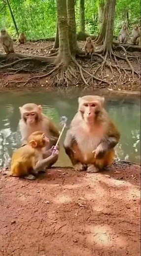 Monkey’s Unforgettable Day: Exploring Human Tools and Toys