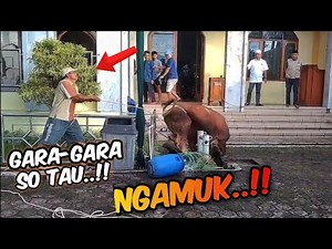 SAPI QURBAN NGAMUK 2025..!! SEBELUM DI SEMBELIH BIKIN PANIK