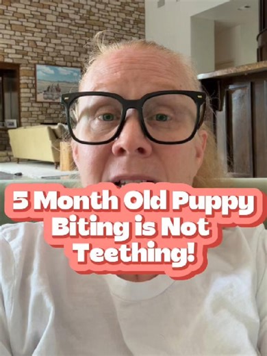 Stop Puppy Biting: Don't Reinforce Bad Habits!