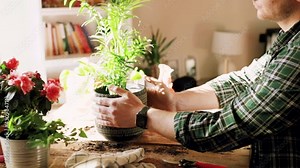 Young man while taking care of a small Kentia plant (Kenzia) inserted in a decorative vase, on a home gardening station