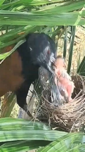 1.1M views · 6K reactions | bird plus nest, review mother bird feeds her babies, baby birds nest life #birdlovers #naturelover #lifewithbirds #birdsounds #birdsofinstagram #viralvideo #nature #babybird #lifewithbird #birdschirping #birdwatching #motherbird #babybird #wildlife #viralvideo #bird #reviewbirdnest #birdphotography #birdnest #birdlife | Bird Plus Nest | Facebook