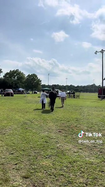 The King’s Way: Discover the Tennessee Walking Horse
