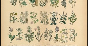 La vie des plantes  | Lumni Enseignement
