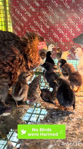 Brooding Mistake We Learned 🐥 Clean Setup Matters More Than Heat