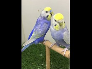 Stunning Rainbow Budgies Breeder Pair