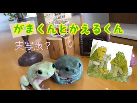 がまくんとかえるくん（実写版）小学校1年生教科書
