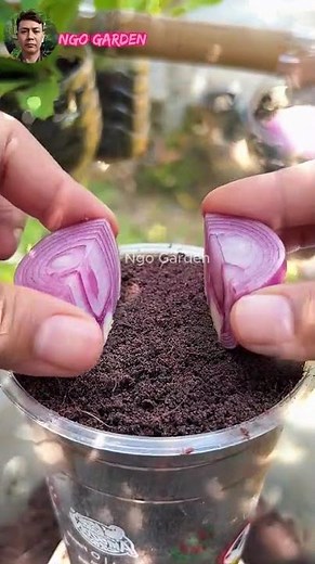 How to Regrow Red Onions from Kitchen Scraps. #garden #gardening #homegarden