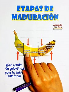 Etapas de maduración del plátano | Aprende con Yes